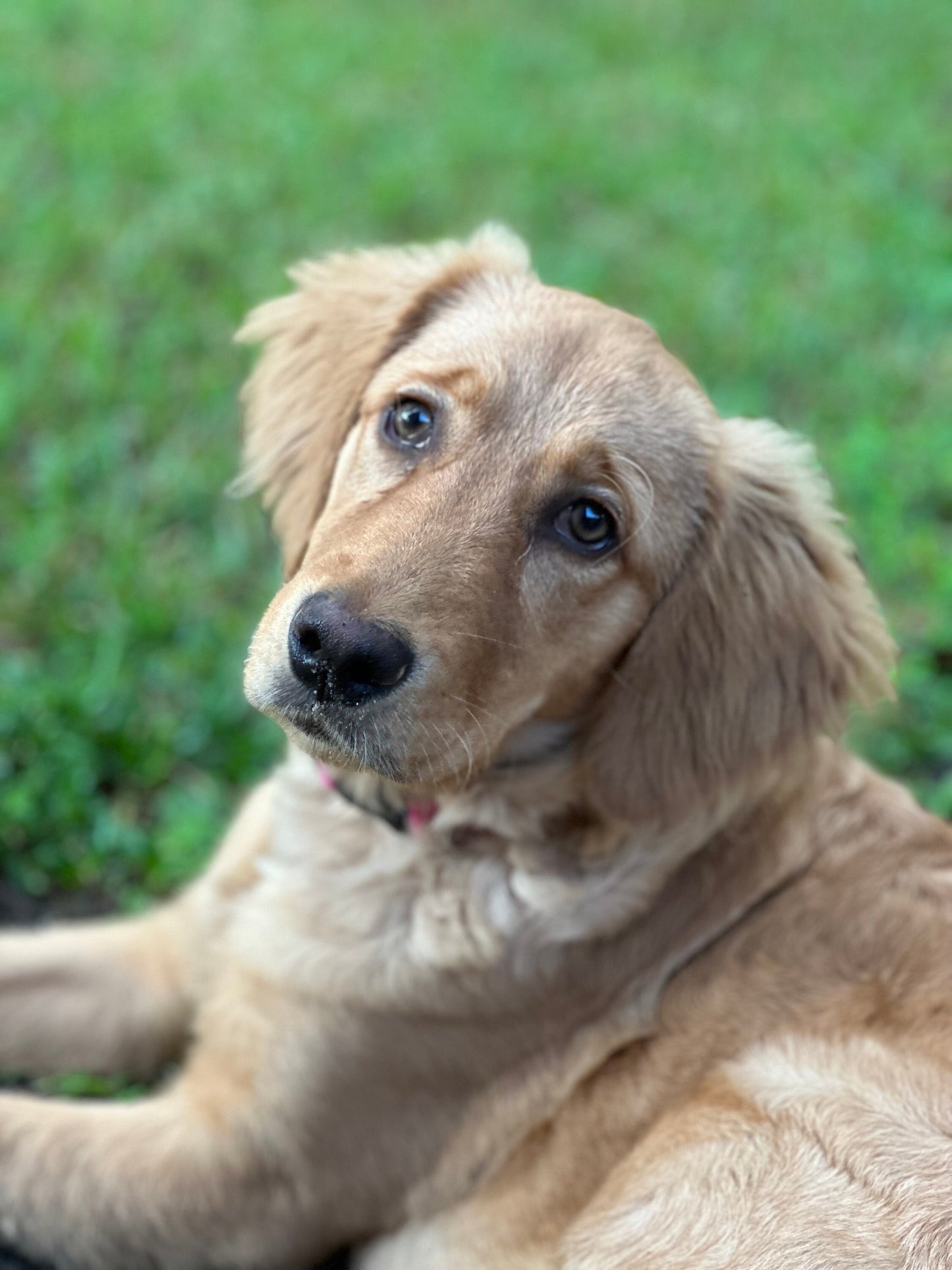 Golden Retriever Dog beads/ Focal Bead/ beadable pen/ Silicone bead/ keychain bead/ pet / Golden dog/